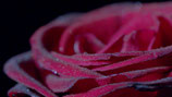 LOVE... ♥ VALENTINES DAY SPECIAL! ♥