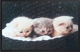 Fußmatte "Katzenkorb"