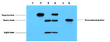 HA-Tag Mouse mAb Sizes：50µL & 100µL, ELK Biotechnology EM1002