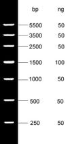 Marcador de ADN V con rango de 250 a 5,500 pb Marca ELK Biotechnology EDL113
