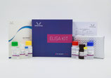 Human MuRF1(muscle-specific RING-finger protein 1) ELISA Kit ELK0323 Talla: 48 T  & 96 T