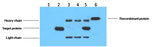 His-Tag Mouse mAb, Sizes： 50 µL & 100 µL ELK Biotechnology EM1003