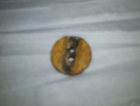 Hornknopf / horn button