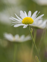 Margerite - P5307333