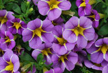 Calibrachoa calita