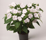 Impatiens groot