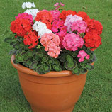 Pelargonium zonale (geraniums staand)