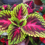 Coleus