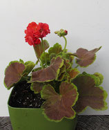 Pelargonium gekleurd blad