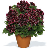 pelargonium aristo