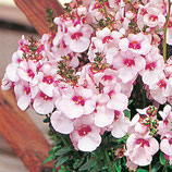 Diascia divara blush