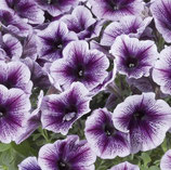 petunia pegasus
