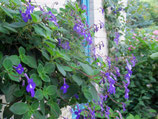 streptocarpus