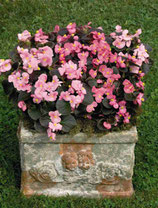 Begonia