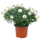 margrieten