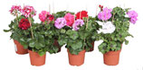 Pelargonium (hang dubbel bloem)