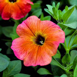 Petunia chameletunia