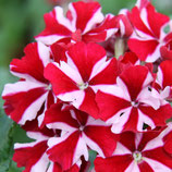 Verbena hang