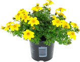bidens