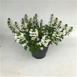 Scaevola