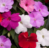 impatiens - mix kleur