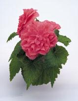 begonia tub