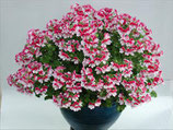 Pelargonium Angeleyes