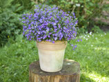 Lobelia stek Blauw