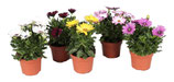 osteospermum (spaanse margrieten)