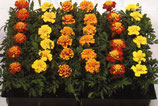 Tagetes - mix