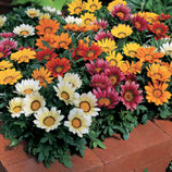 Gazania - mix