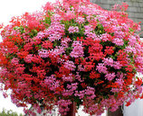 Pelargonium (hang franse balkon)