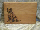 Labrador