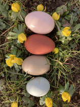 6 bunte Freilandeier