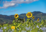 sonnenblumen-feld rheintal