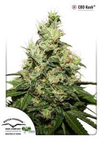 CBD KUSH ® * DUTCH PASSION FEM