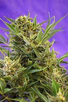 DOUBLE WHITE * SWEET SEEDS FEMINIZED