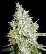 CRITICAL KALI MIST * DELICIOUS SEEDS SATIVA  FEM