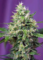 BLOW MIND AUTO * SWEET SEEDS FEMINIZED