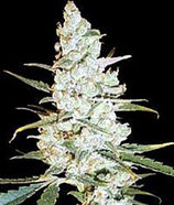 CRITICAL JACK HERER * DELICIOUS SEEDS SATIVA  FEM