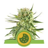 ROYAL COOKIES AUTO * ROYAL QUEEN SEEDS  FEM