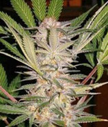 S.A.D. S1 * SWEET SEEDS  FEM