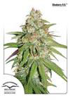 GLUEBERRY OG * DUTCH PASSION FEMINIZED