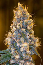 BLUE FIRE *HUMBOLDT SEEDS  FEM