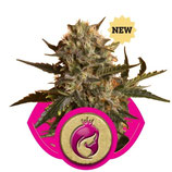 ROYAL MADRE - ROYAL QUEEN SEEDS - FEMMINIZZATA