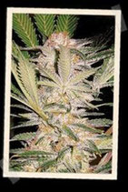 S.A.D. F1 FAST VERSION * SWEET SEEDS FEMINIZED