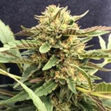 CBD THERAPY * CBD- CREW SEEDS FEM