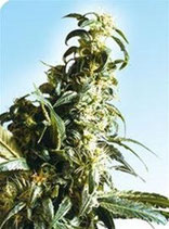 MEXICAN SATIVA® * SENSI SEEDS  REG