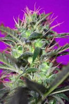 BOTAFUMEIROS * SWEET SEEDS FEMINIZED