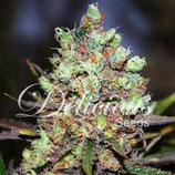 COTTON CANDY * DELICIOUS SEEDS SATIVA  FEM